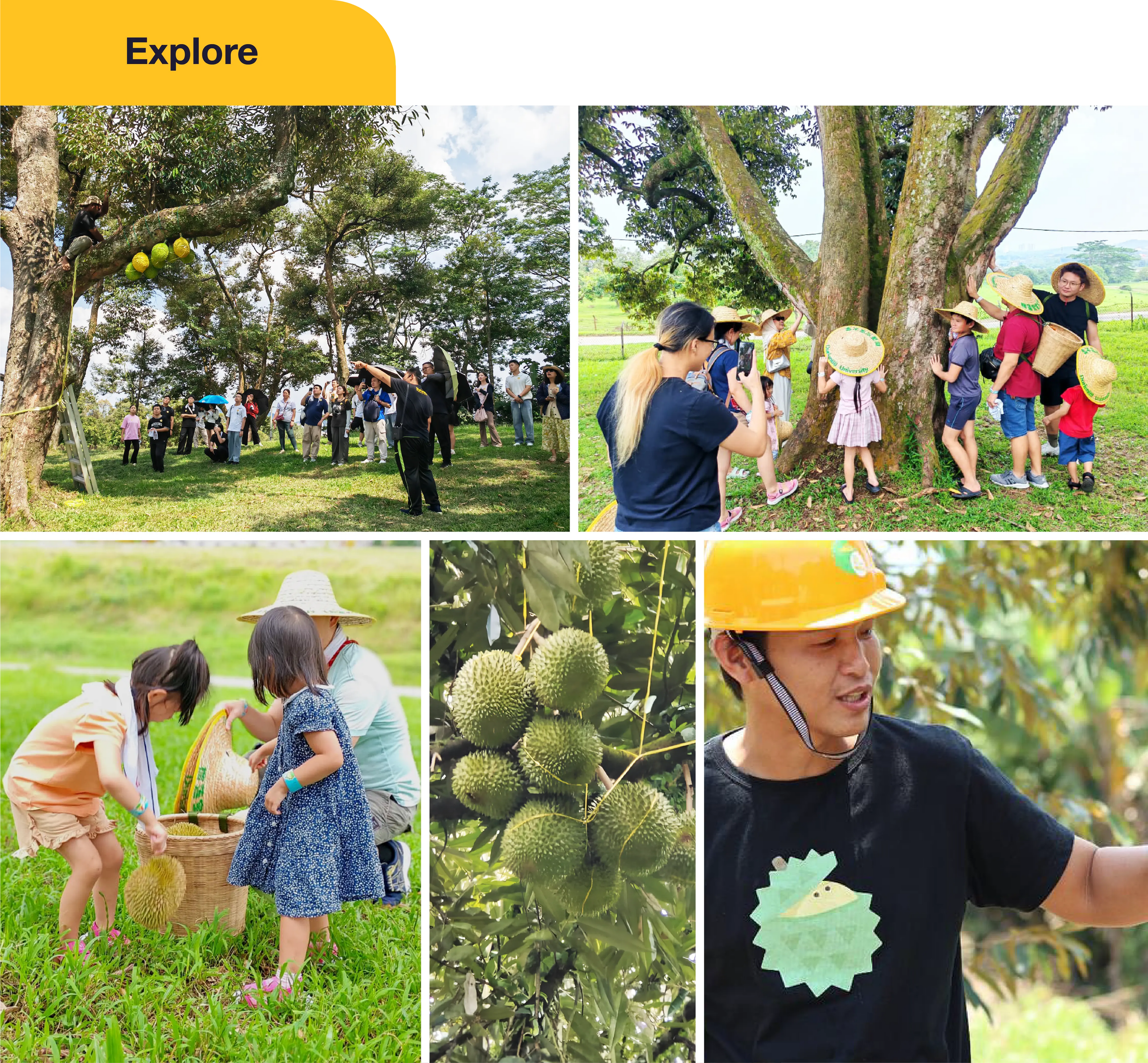 Caring Circles: From Orchard to Radiance (B&B Labs X DurianBB)